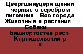 Цвергшнауцера щенки черные с серебром питомник - Все города Животные и растения » Собаки   . Башкортостан респ.,Караидельский р-н